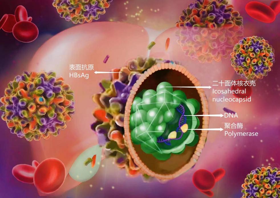 乙肝病毒 庞浩
